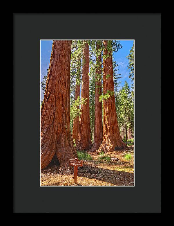 Bachelor and Three Graces Trees Giant Sequoias - Framed Print