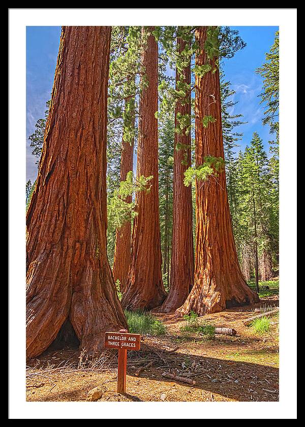 Bachelor and Three Graces Trees Giant Sequoias - Framed Print