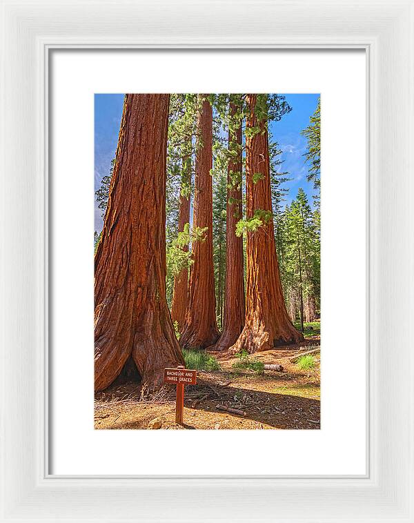 Bachelor and Three Graces Trees Giant Sequoias - Framed Print
