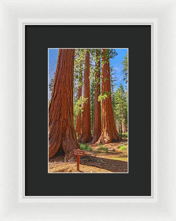 Bachelor and Three Graces Trees Giant Sequoias - Framed Print