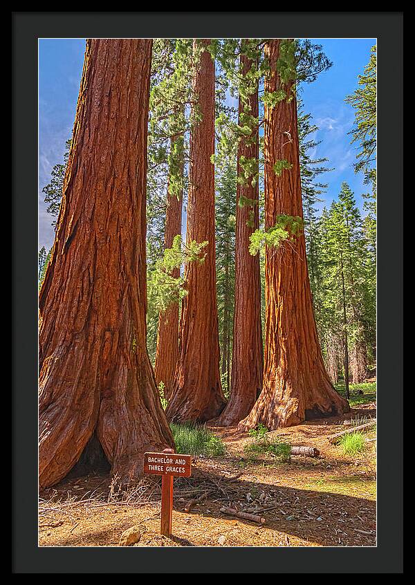 Bachelor and Three Graces Trees Giant Sequoias - Framed Print