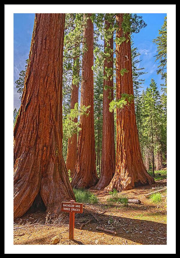 Bachelor and Three Graces Trees Giant Sequoias - Framed Print