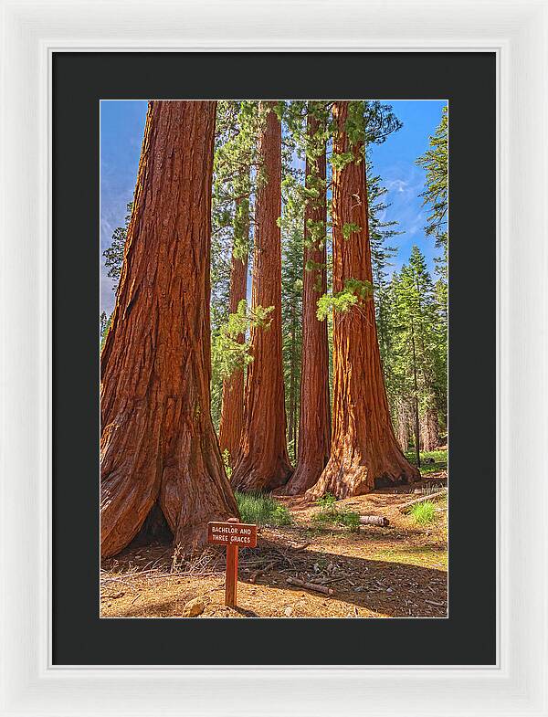 Bachelor and Three Graces Trees Giant Sequoias - Framed Print