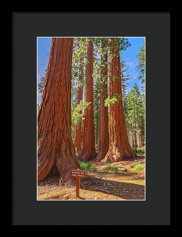 Bachelor and Three Graces Trees Giant Sequoias - Framed Print