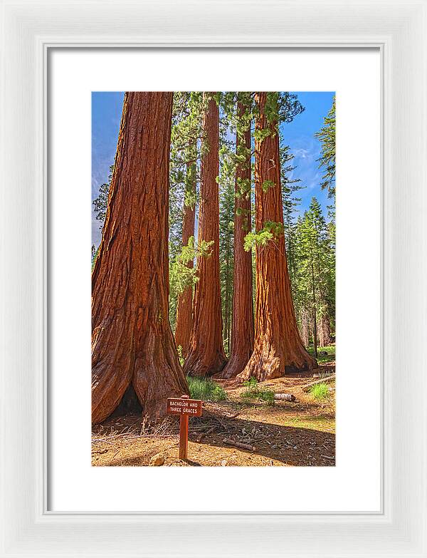 Bachelor and Three Graces Trees Giant Sequoias - Framed Print