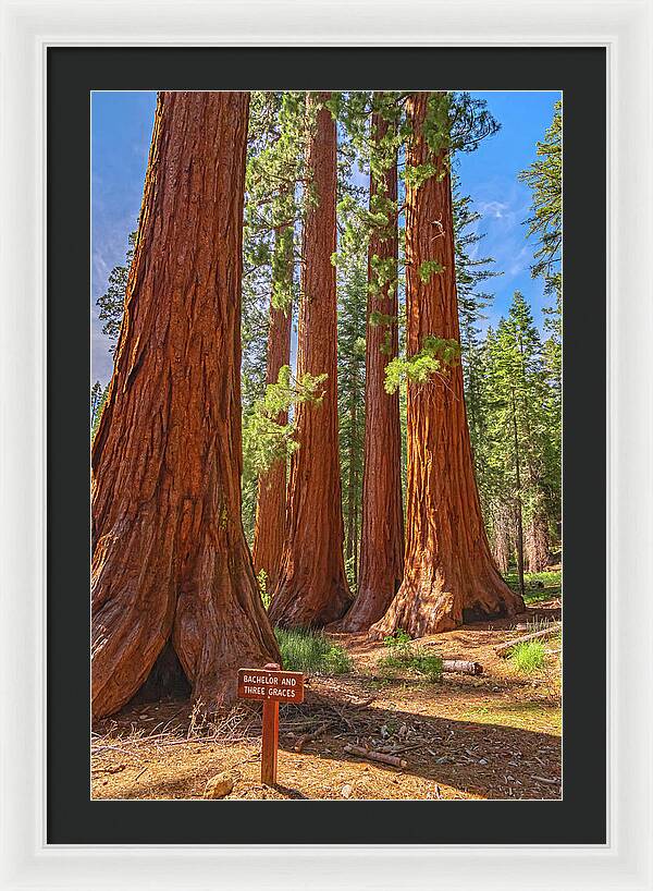 Bachelor and Three Graces Trees Giant Sequoias - Framed Print