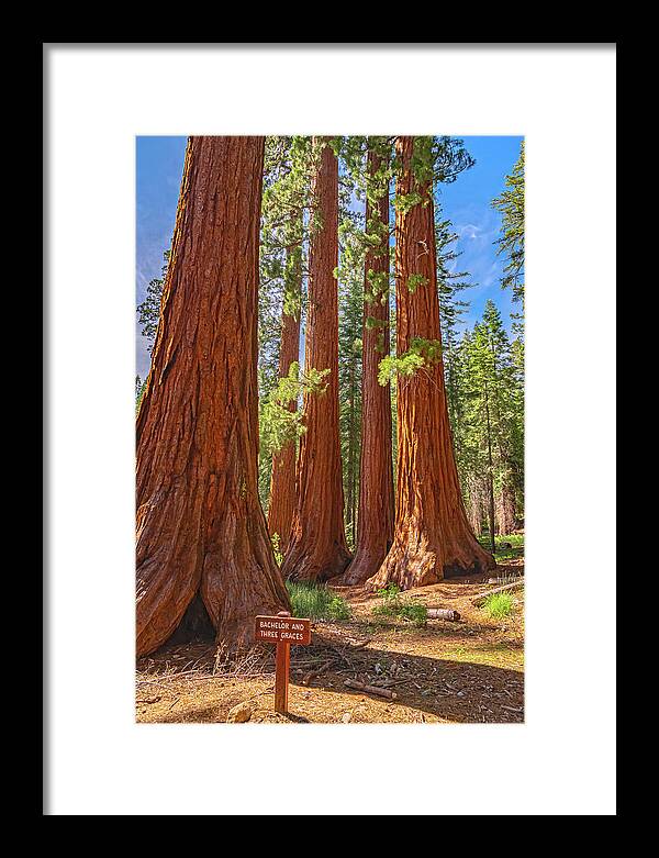 Bachelor and Three Graces Trees Giant Sequoias - Framed Print