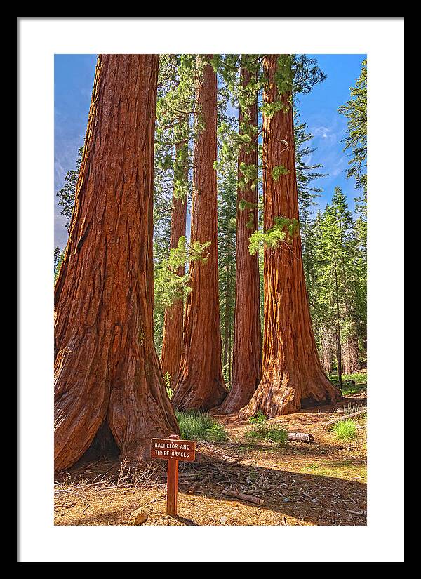 Bachelor and Three Graces Trees Giant Sequoias - Framed Print