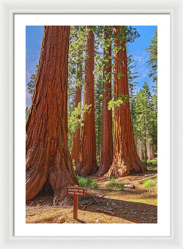 Bachelor and Three Graces Trees Giant Sequoias - Framed Print