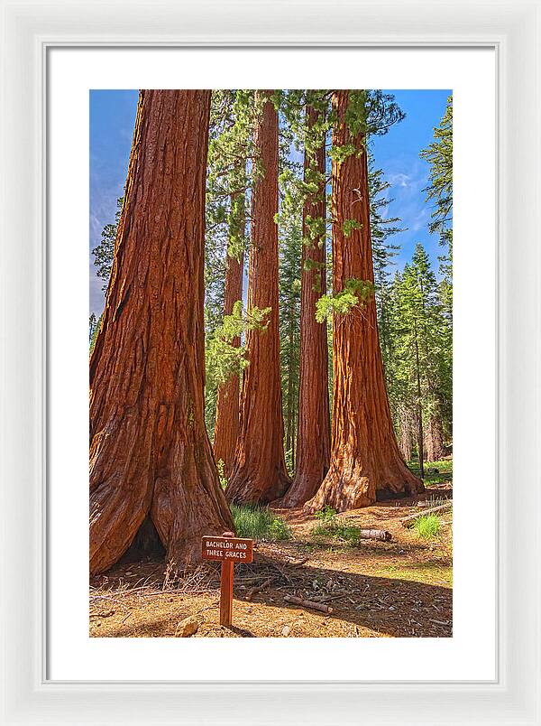 Bachelor and Three Graces Trees Giant Sequoias - Framed Print