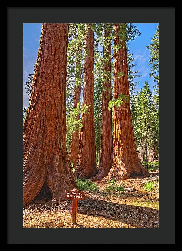 Bachelor and Three Graces Trees Giant Sequoias - Framed Print