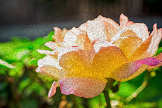 Beautiful Glowing Rose Art - Art Print