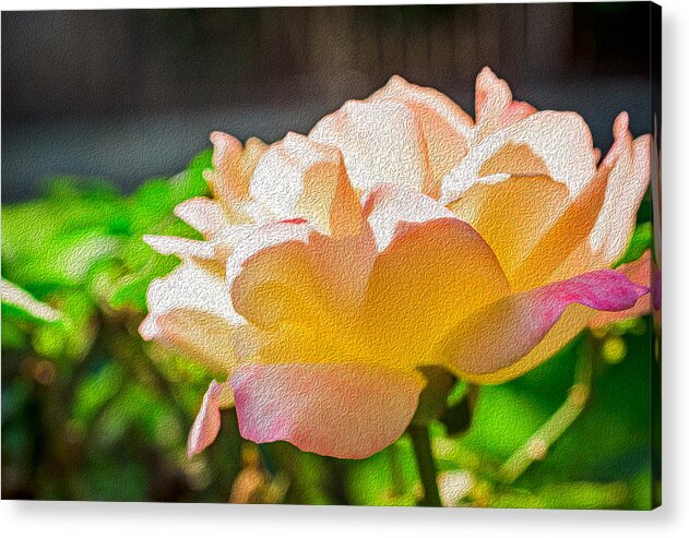 Beautiful Glowing Rose Art - Acrylic Print