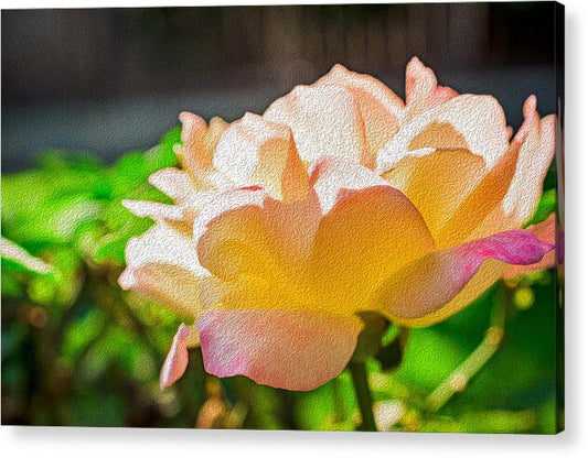 Beautiful Glowing Rose Art - Acrylic Print