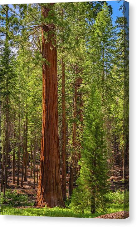 Beauty in a Forest - Canvas Print