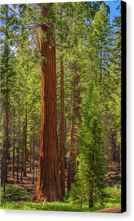 Beauty in a Forest - Canvas Print
