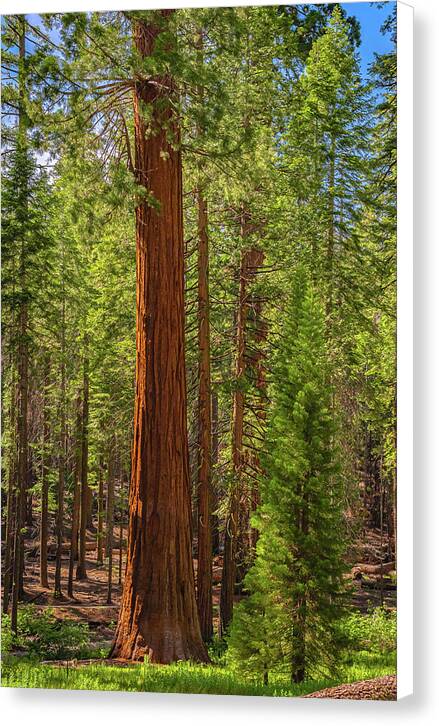 Beauty in a Forest - Canvas Print