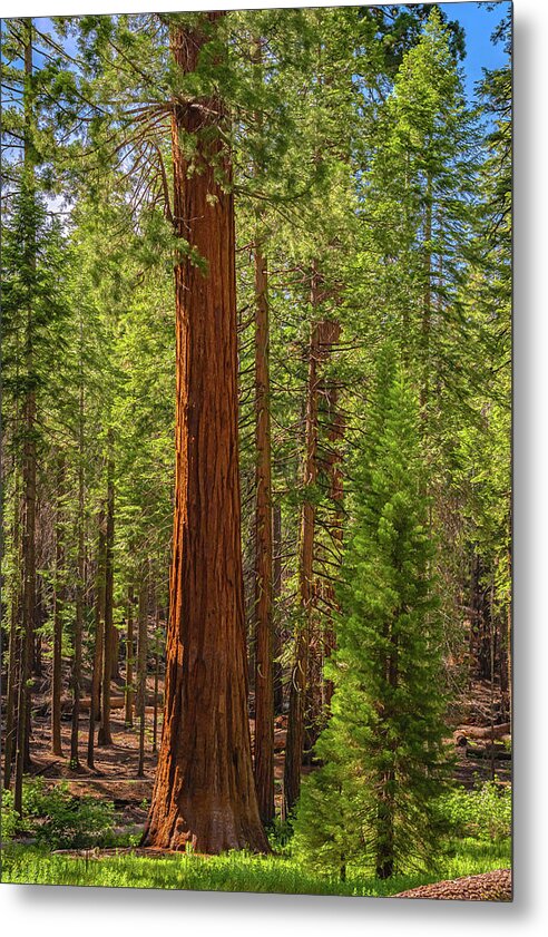 Beauty in a Forest - Metal Print