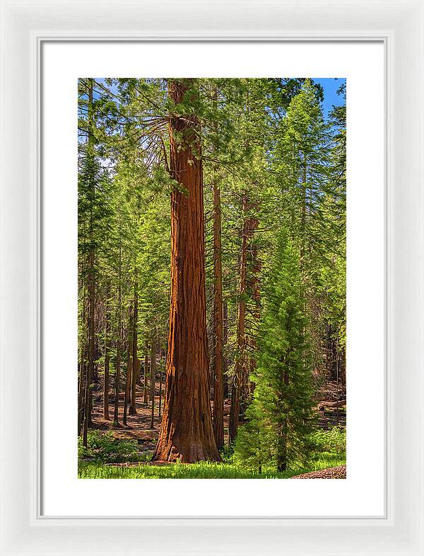 Beauty in a Forest - Framed Print