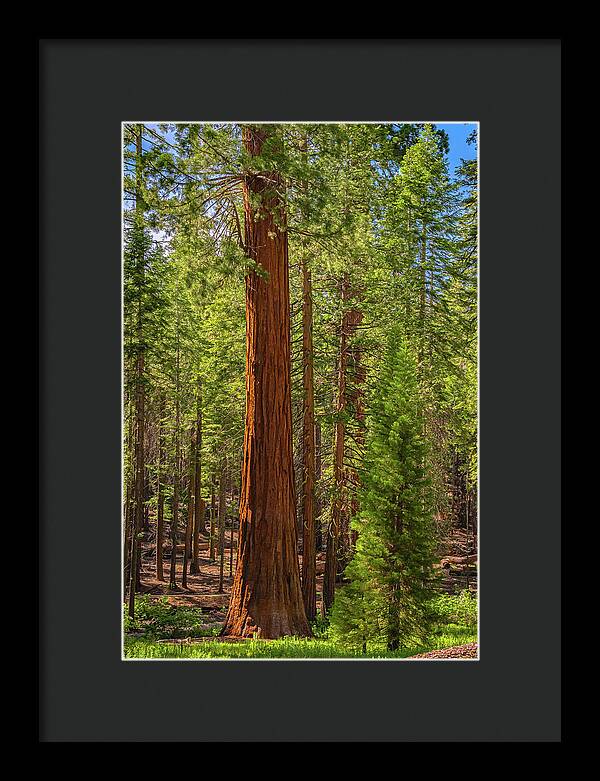 Beauty in a Forest - Framed Print