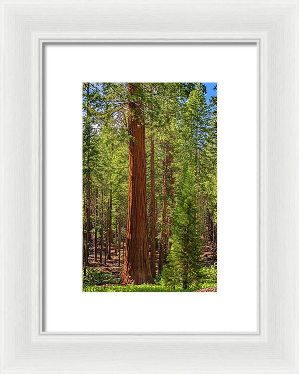 Beauty in a Forest - Framed Print