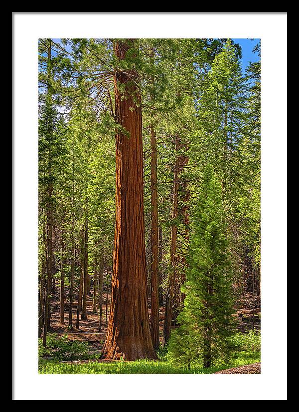Beauty in a Forest - Framed Print