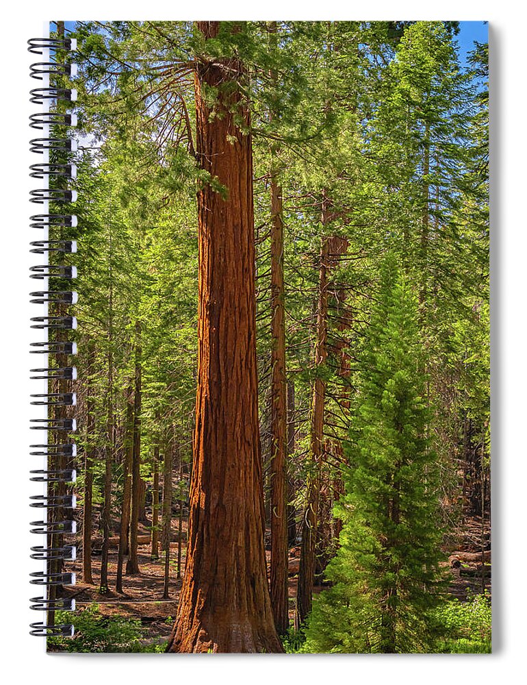 Beauty in a Forest - Spiral Notebook
