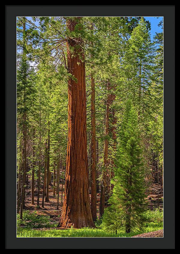 Beauty in a Forest - Framed Print
