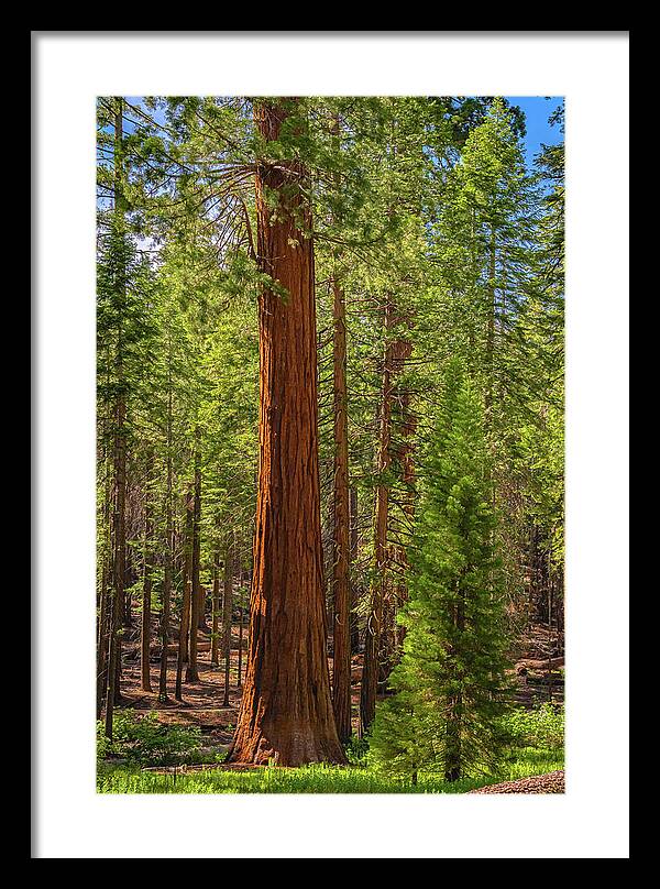 Beauty in a Forest - Framed Print