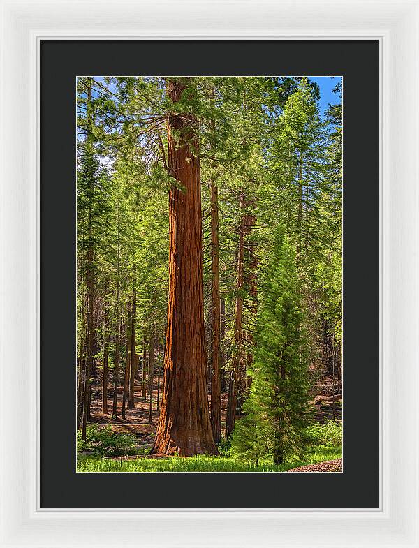Beauty in a Forest - Framed Print