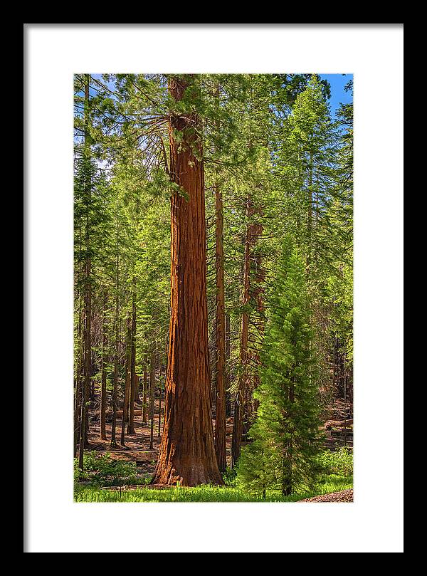 Beauty in a Forest - Framed Print