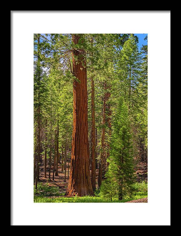 Beauty in a Forest - Framed Print