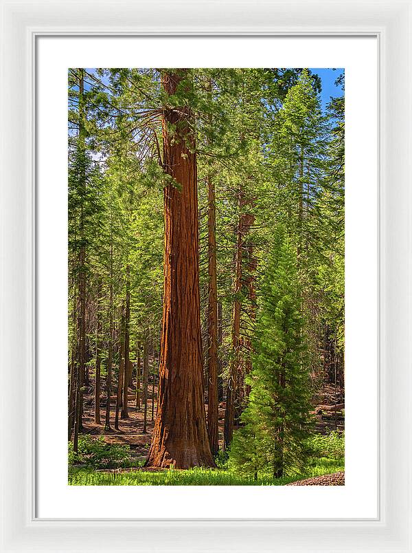 Beauty in a Forest - Framed Print