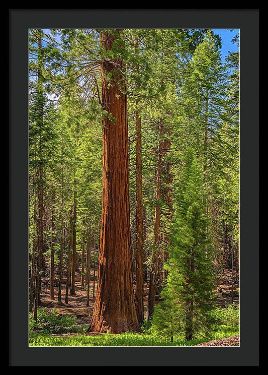 Beauty in a Forest - Framed Print