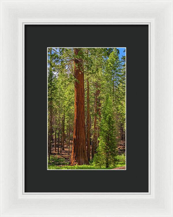 Beauty in a Forest - Framed Print