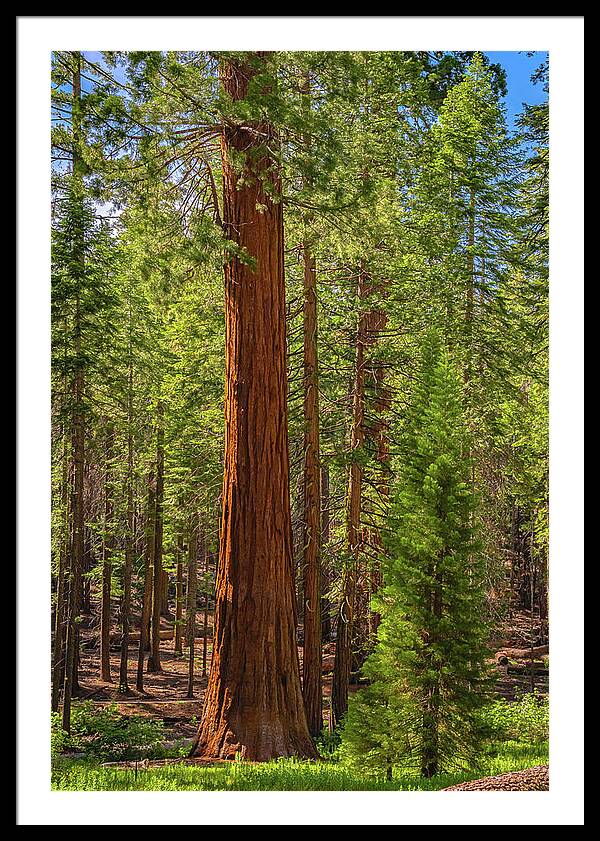 Beauty in a Forest - Framed Print
