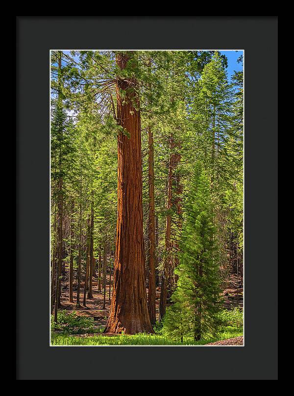 Beauty in a Forest - Framed Print