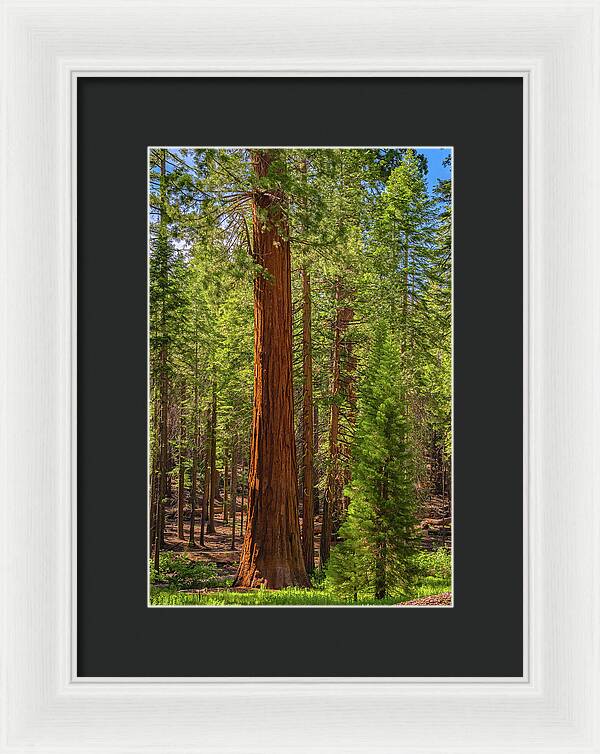 Beauty in a Forest - Framed Print