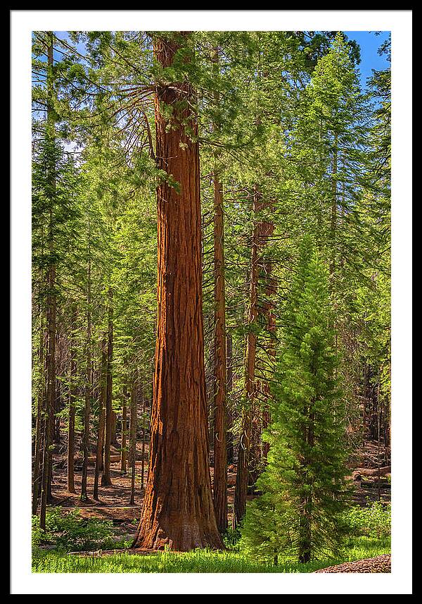 Beauty in a Forest - Framed Print