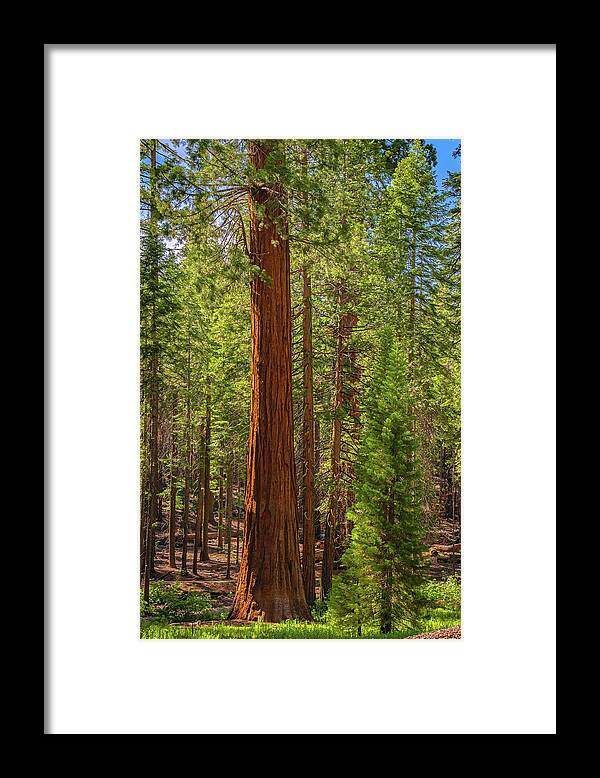 Beauty in a Forest - Framed Print
