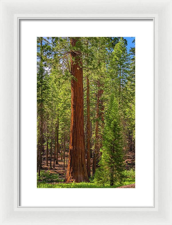 Beauty in a Forest - Framed Print