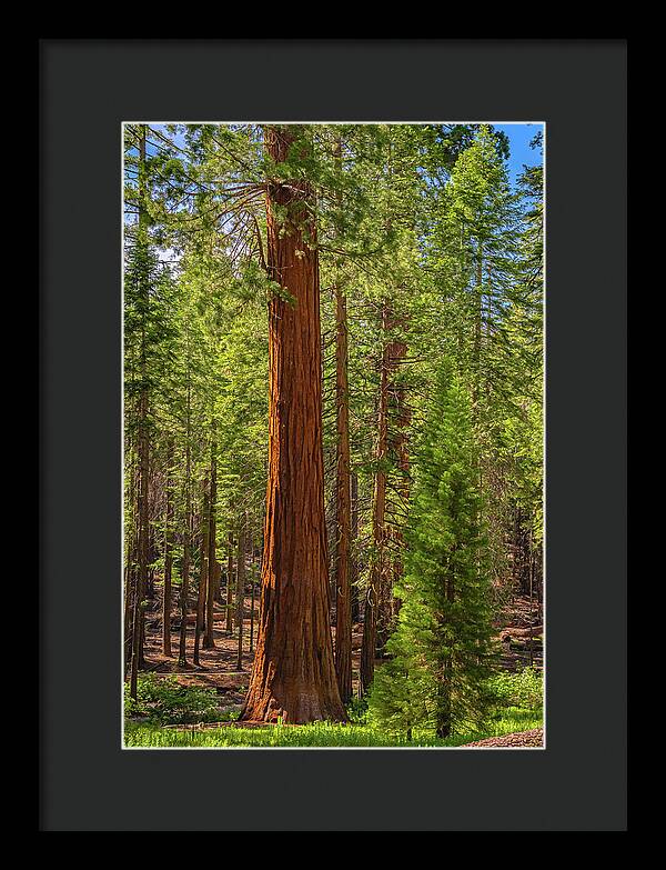 Beauty in a Forest - Framed Print