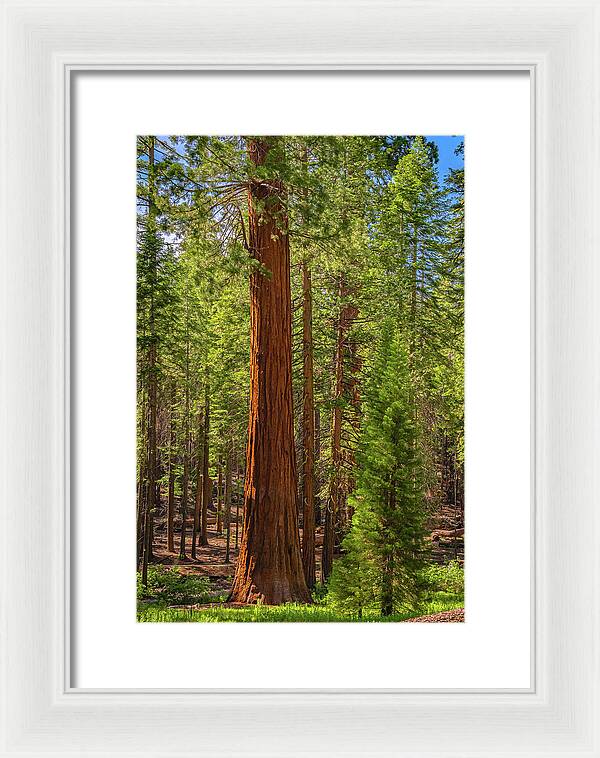 Beauty in a Forest - Framed Print