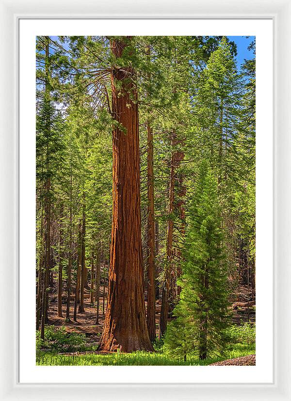 Beauty in a Forest - Framed Print