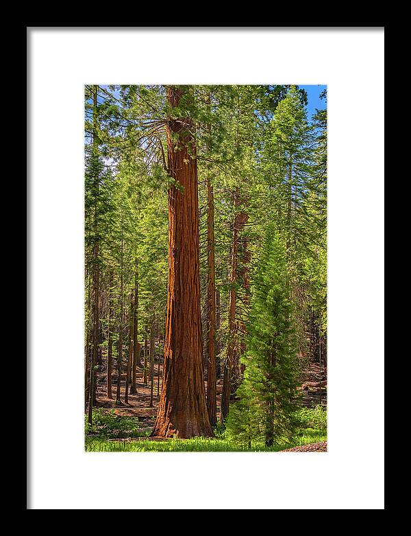 Beauty in a Forest - Framed Print