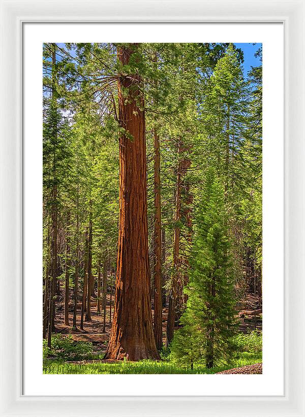 Beauty in a Forest - Framed Print