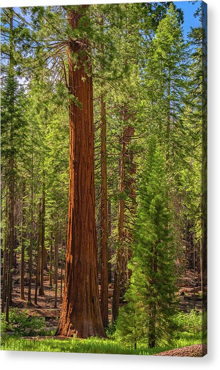 Beauty in a Forest - Acrylic Print