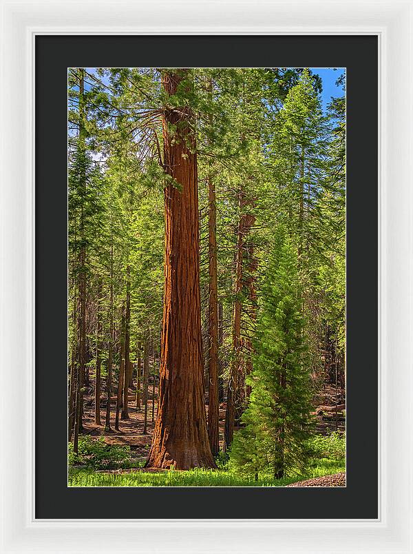 Beauty in a Forest - Framed Print