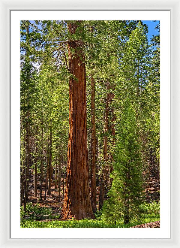 Beauty in a Forest - Framed Print