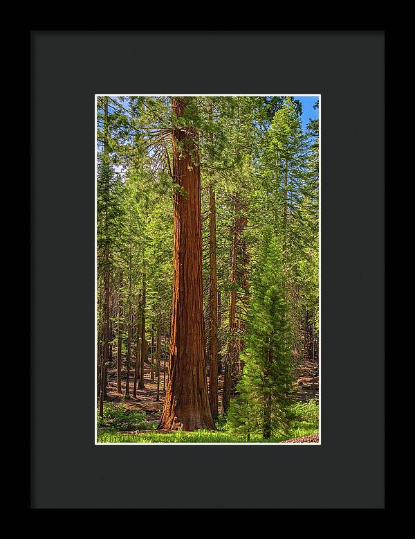 Beauty in a Forest - Framed Print